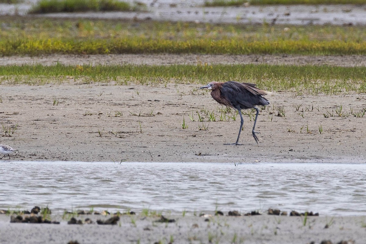 Reddish Egret - ML623627697