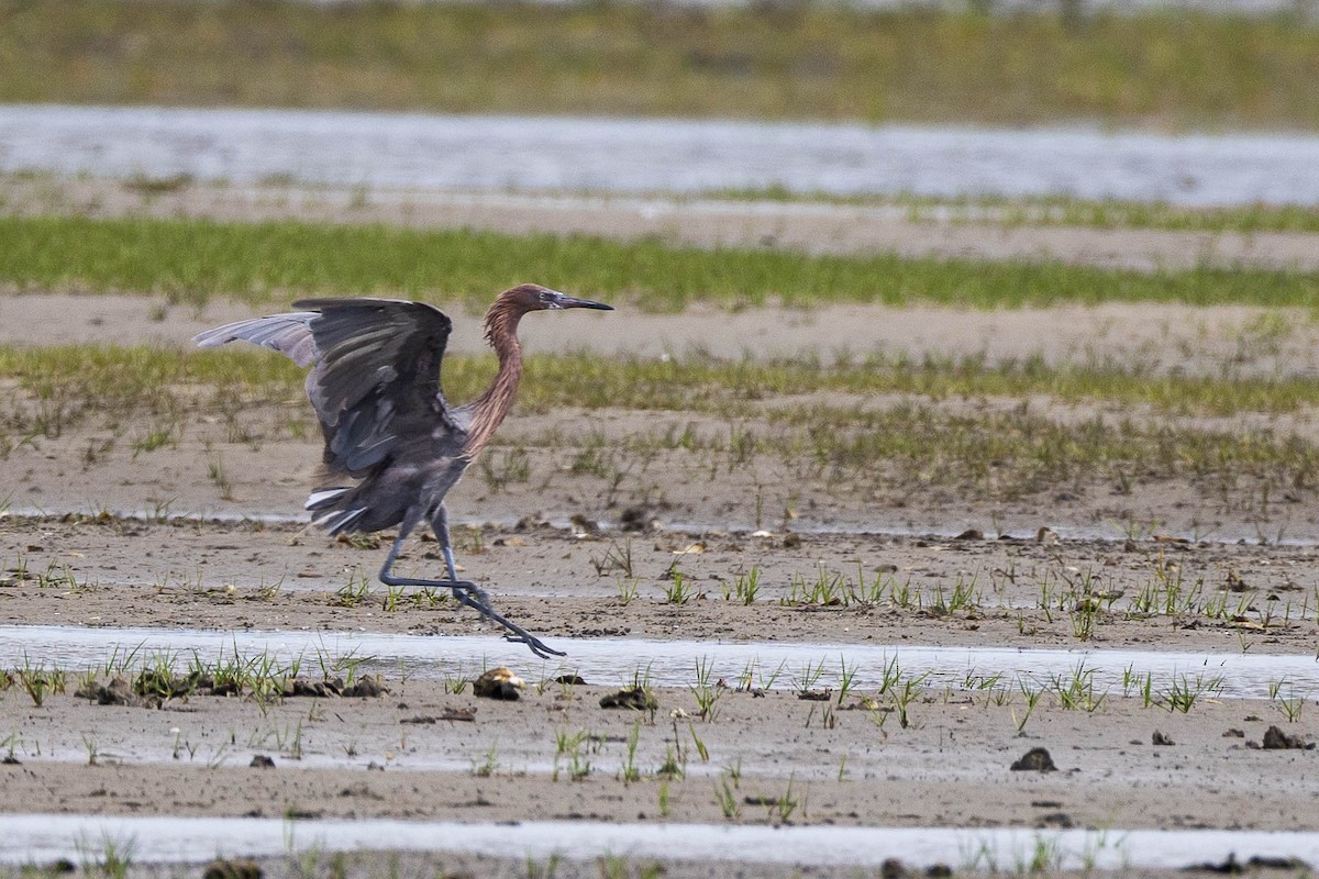 Reddish Egret - ML623627698