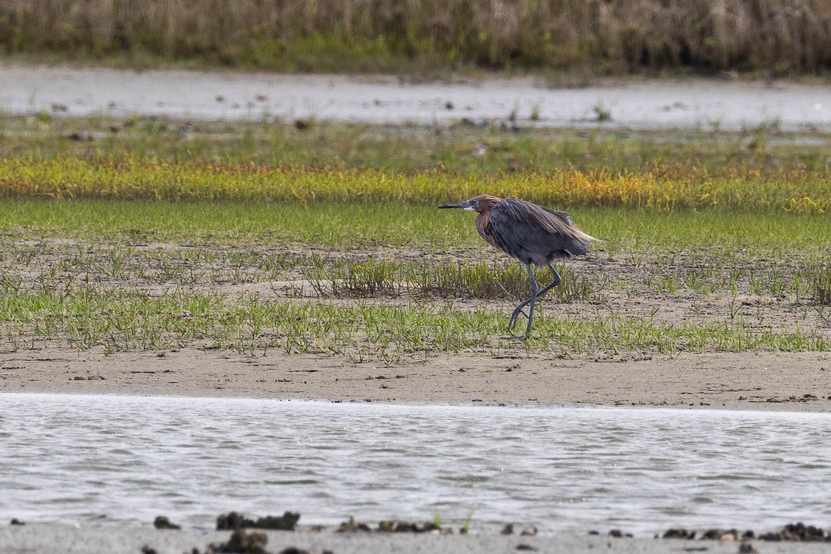 Reddish Egret - ML623627699