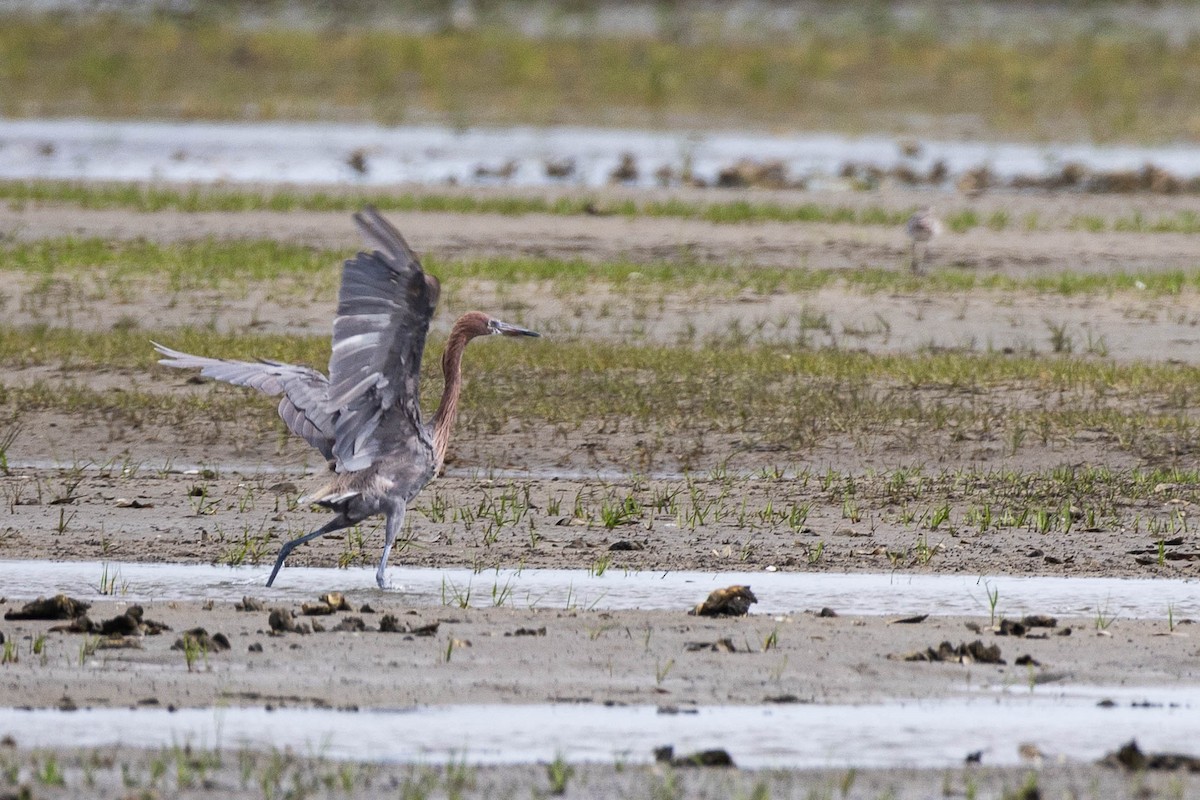 Reddish Egret - ML623627700