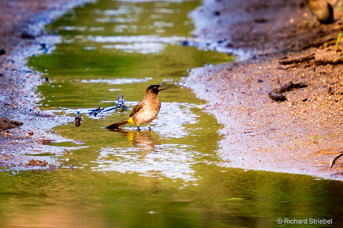 bulbul zahradní [skupina tricolor] - ML623627703