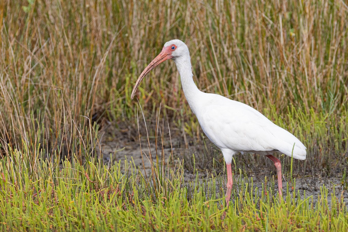 White Ibis - ML623627707