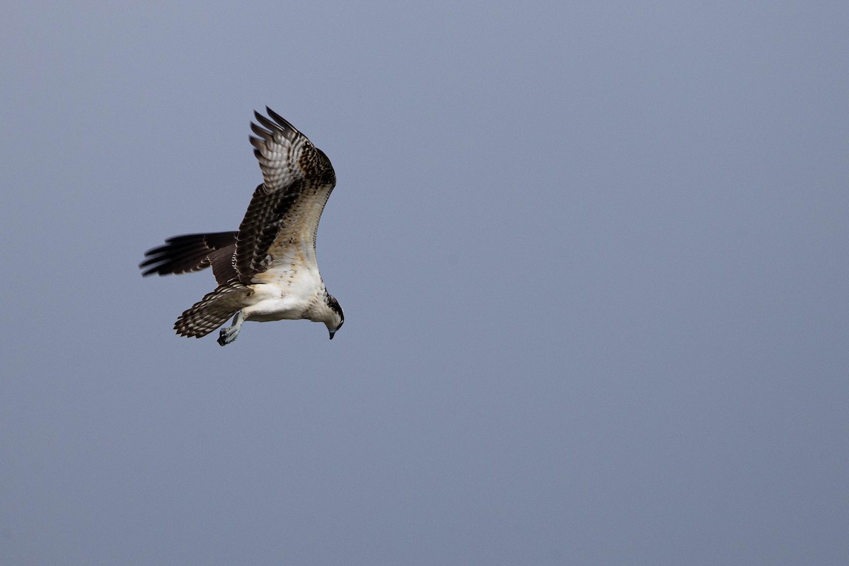 Osprey - ML623627710