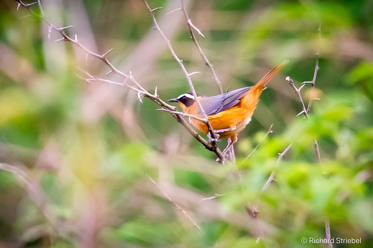 White-browed Robin-Chat - ML623627714