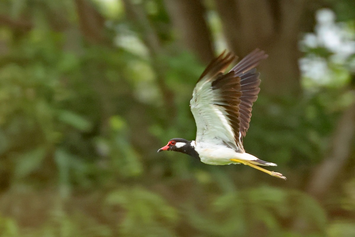 Red-wattled Lapwing - Dave Bakewell