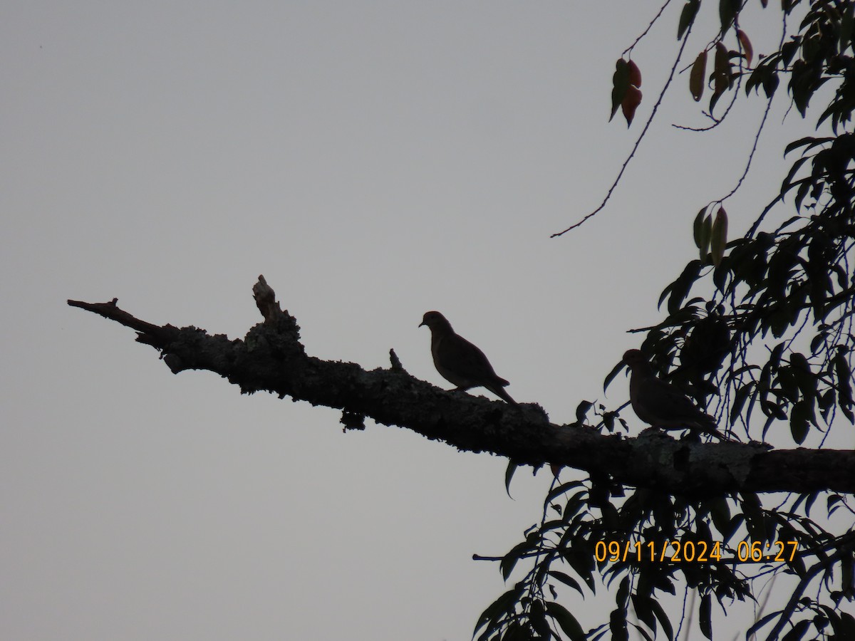 Mourning Dove - Leon Book