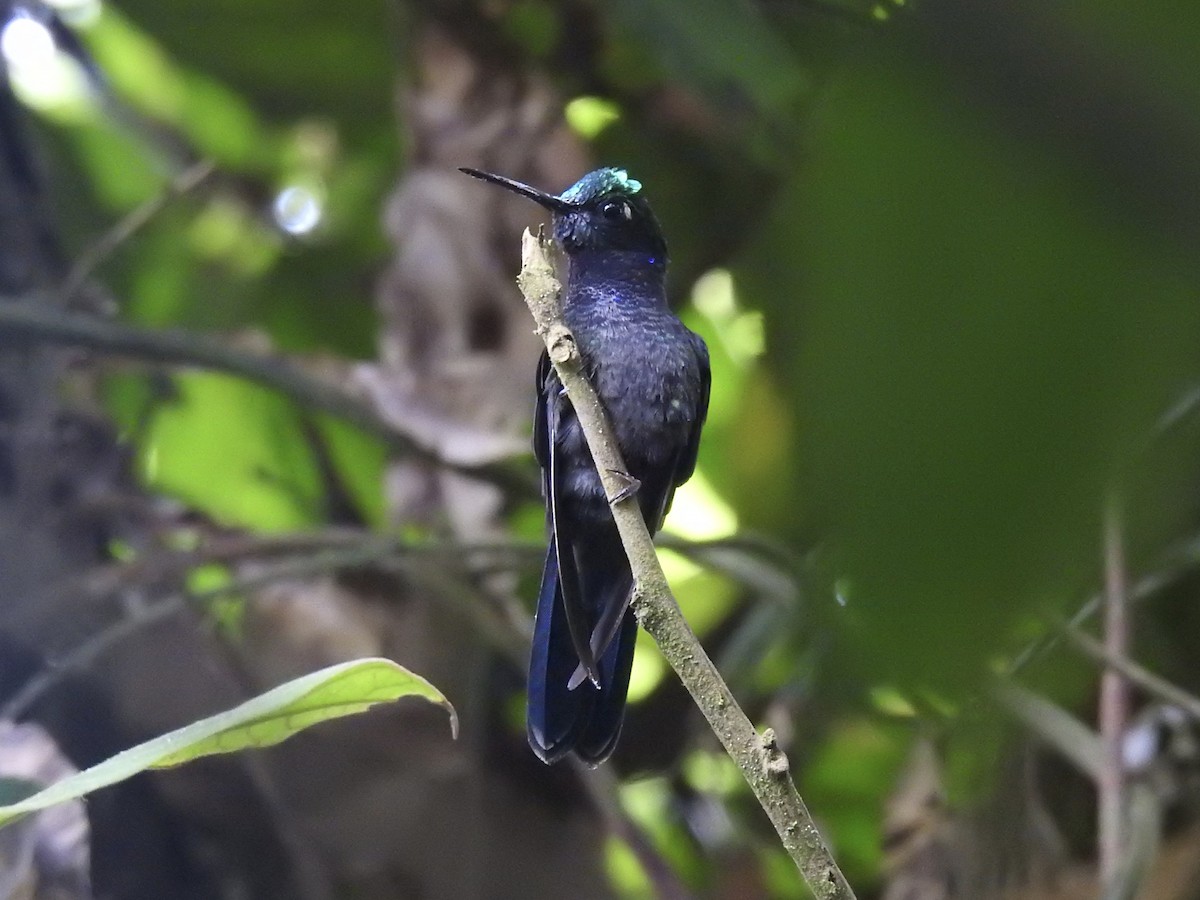 Colibrí del Napo - ML623627826