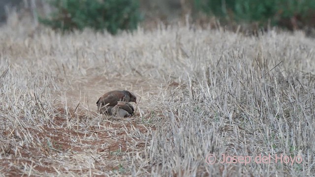 Barbary Partridge - ML623627828