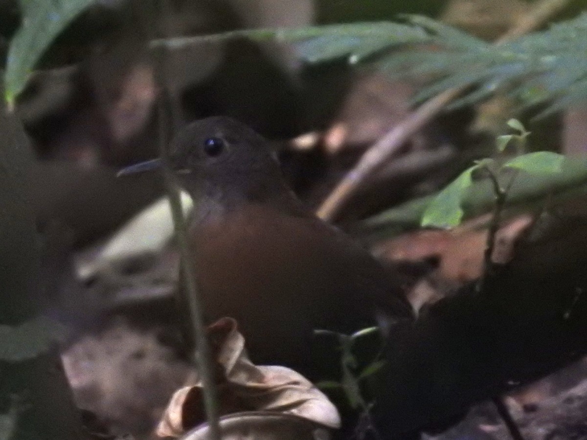 Gray-throated Leaftosser - ML623627865