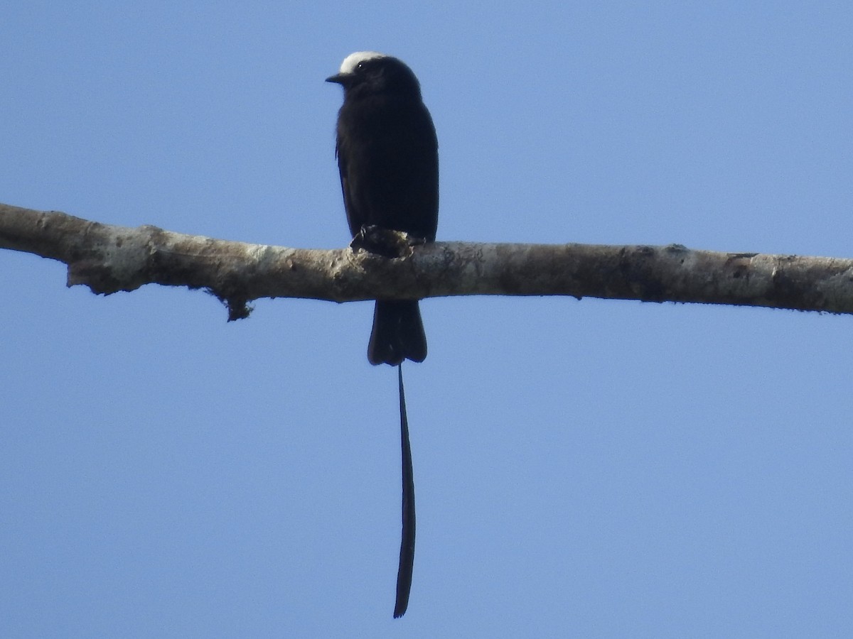 Long-tailed Tyrant - ML623627903