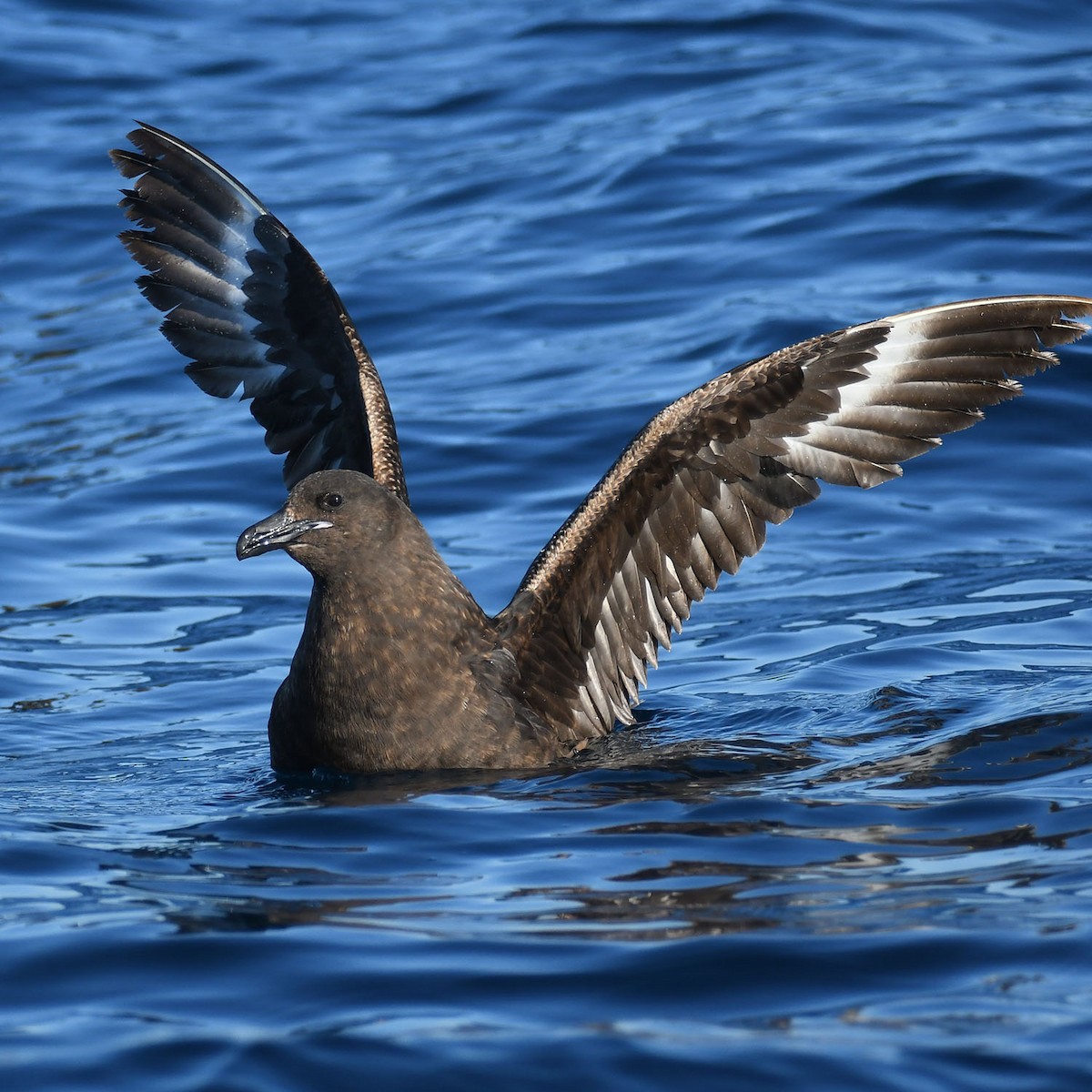 Brown Skua - ML623627957