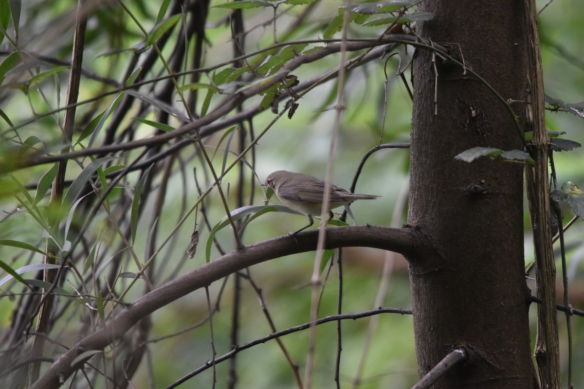 Phylloscopus sp. - ML623628052