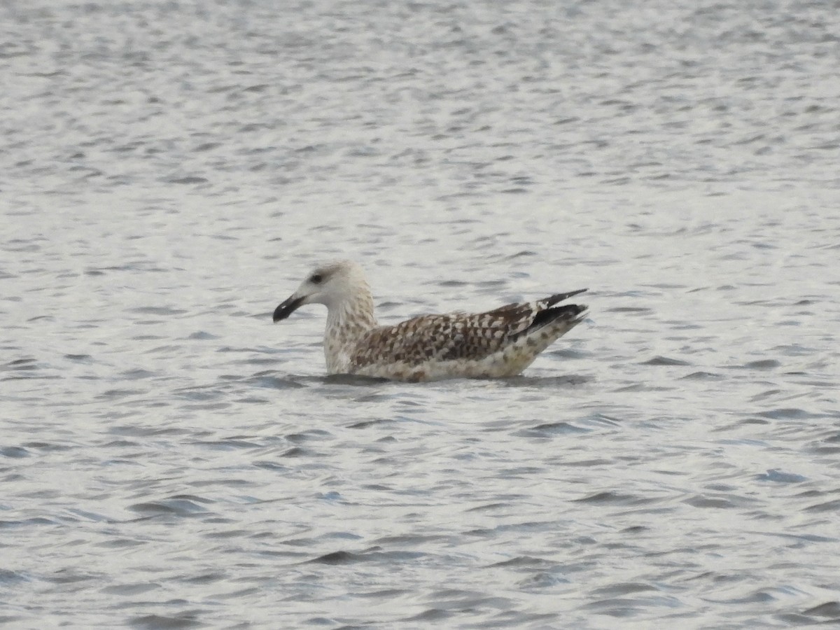 Great Black-backed Gull - ML623628053