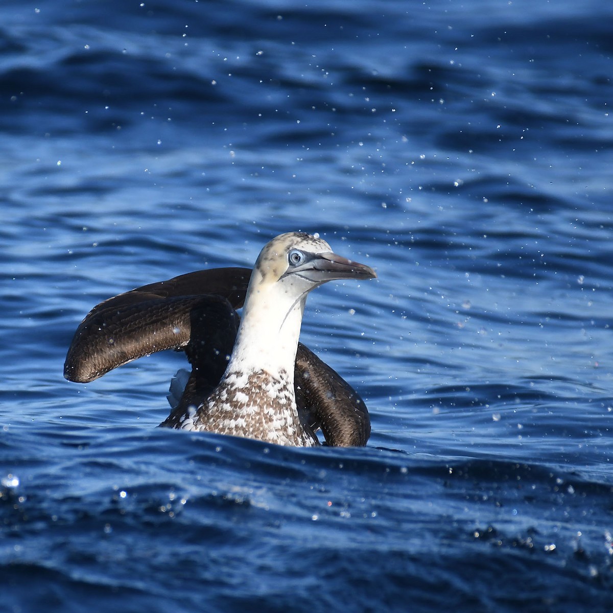 Cape Gannet - ML623628079