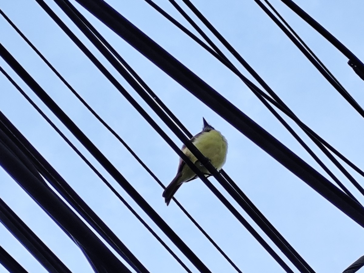 Boat-billed Flycatcher - Katherin Rodriguez Gonzalez