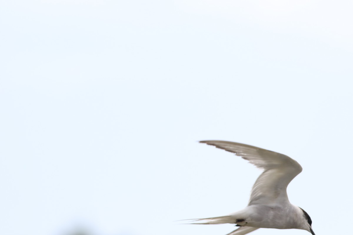 Arctic Tern - ML623628104