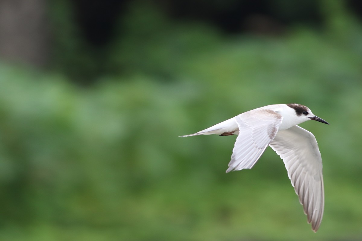 Common Tern - ML623628114