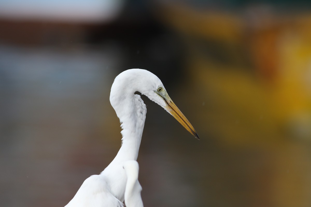 Great Egret - ML623628116