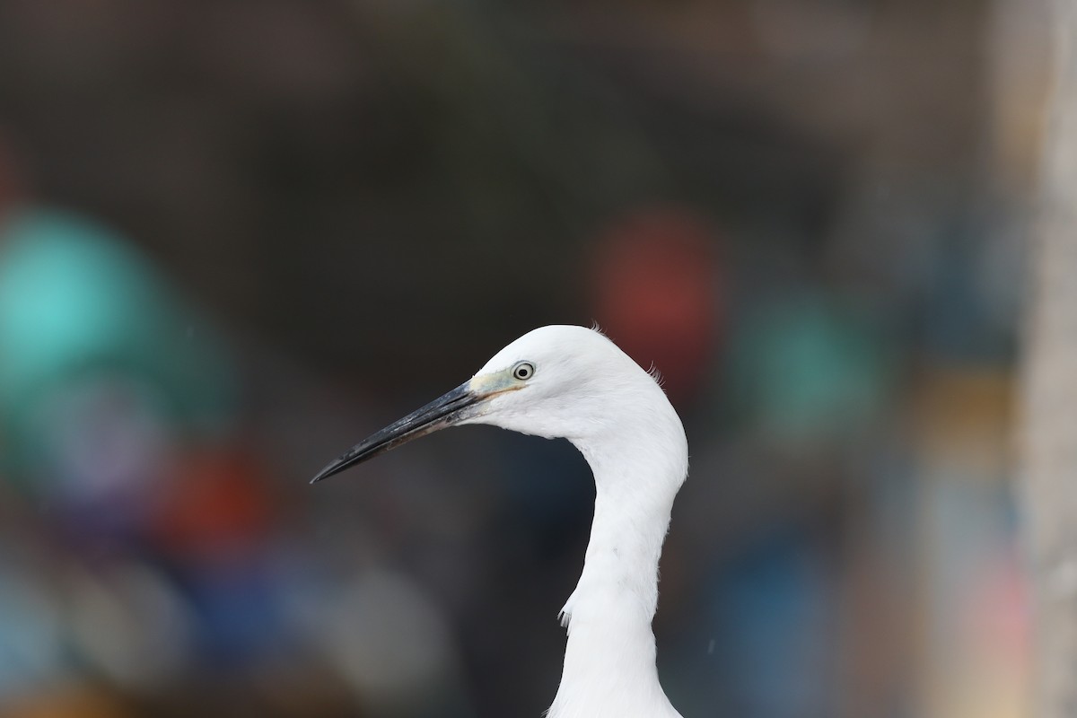 Little Egret - ML623628117