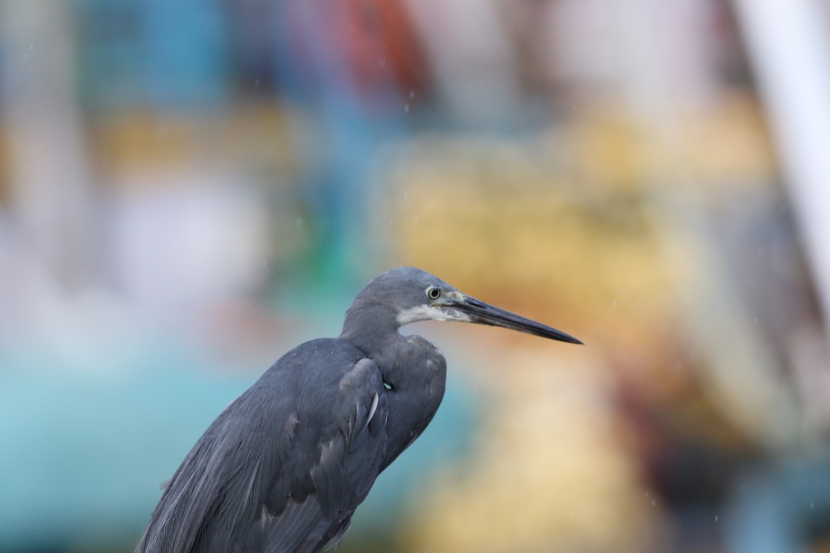 Western Reef-Heron - ML623628118