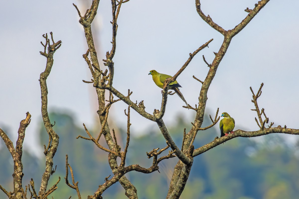 Pin-tailed Green-Pigeon - ML623628201