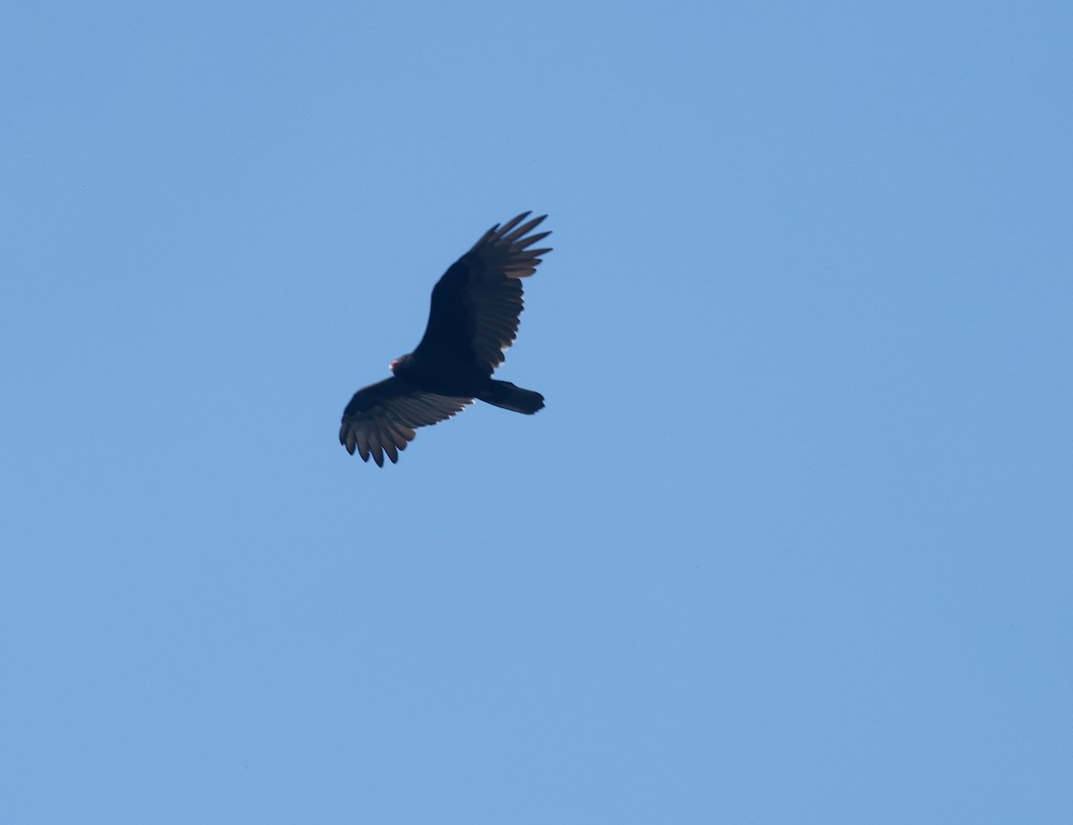 Turkey Vulture - ML623628284