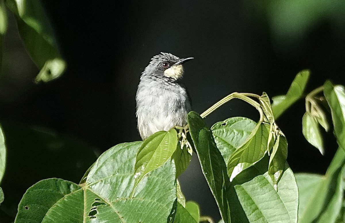 White-chinned Prinia - ML623628294