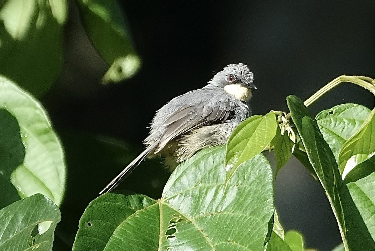 White-chinned Prinia - ML623628295