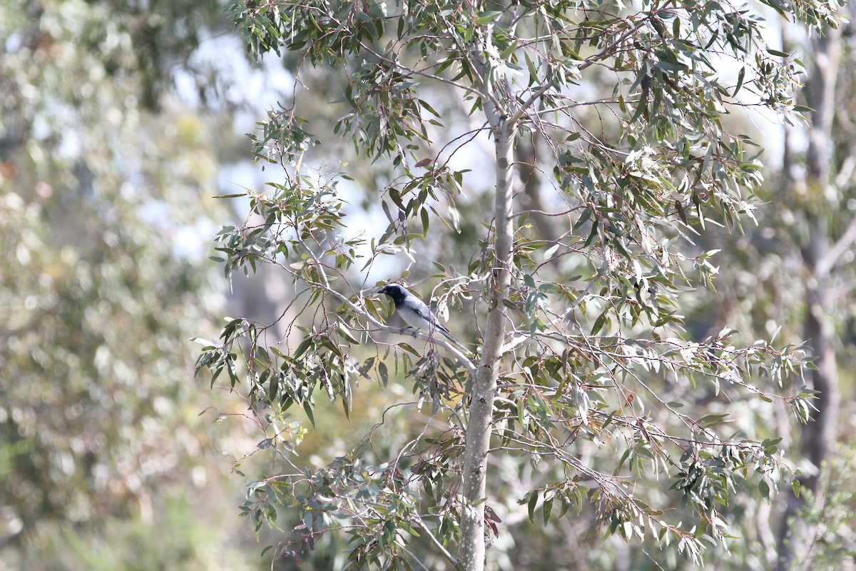 Black-faced Cuckooshrike - ML623628319