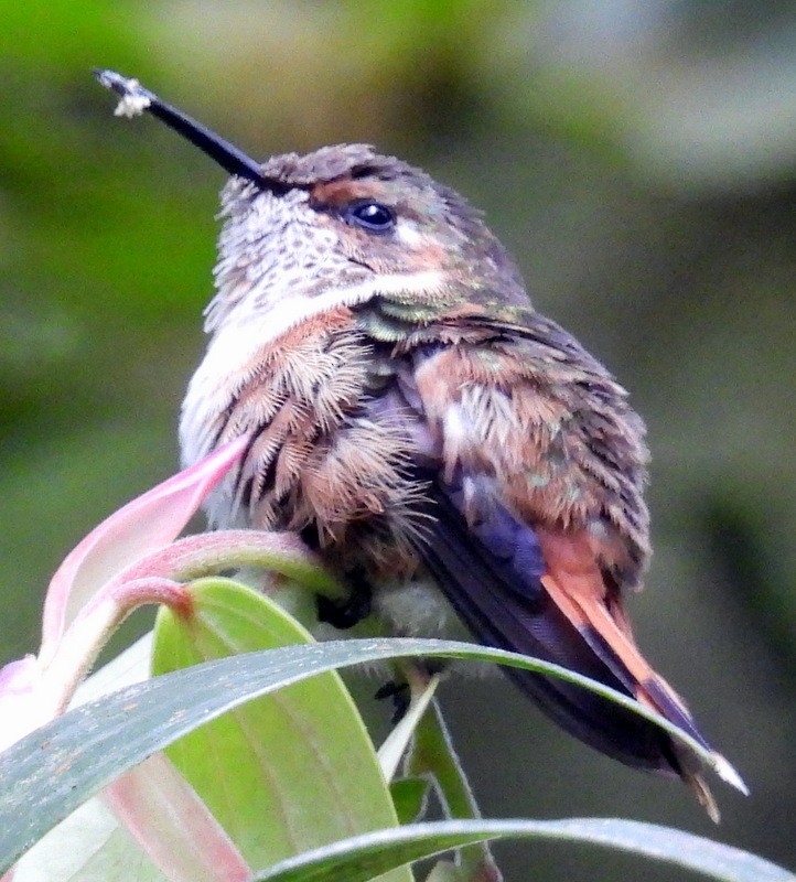 Scintillant Hummingbird - ML623628336