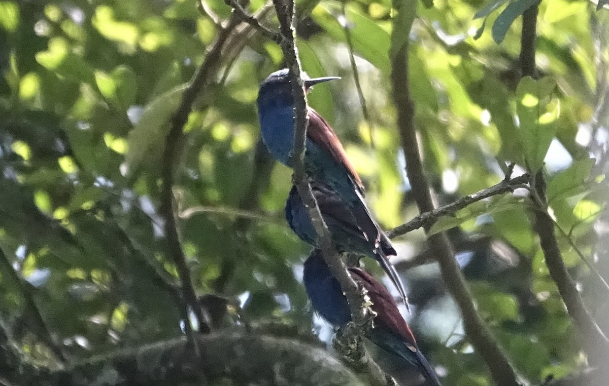 Blue-headed Bee-eater - ML623628376