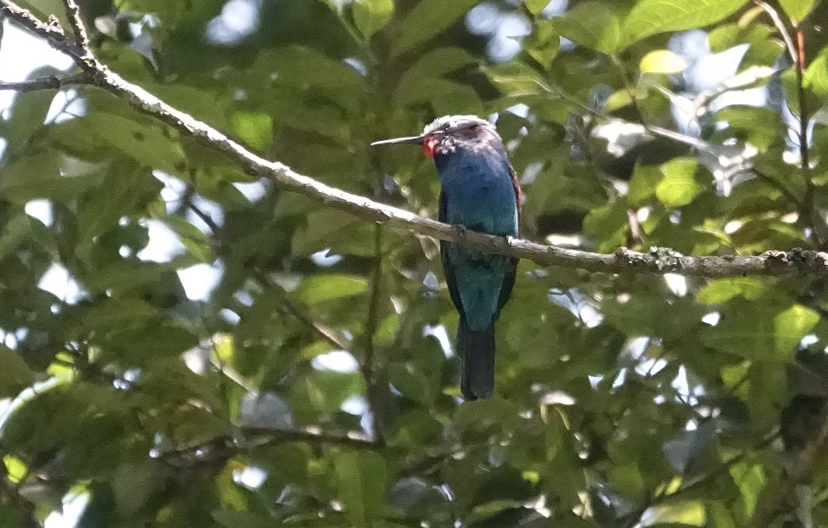 Blue-headed Bee-eater - ML623628377