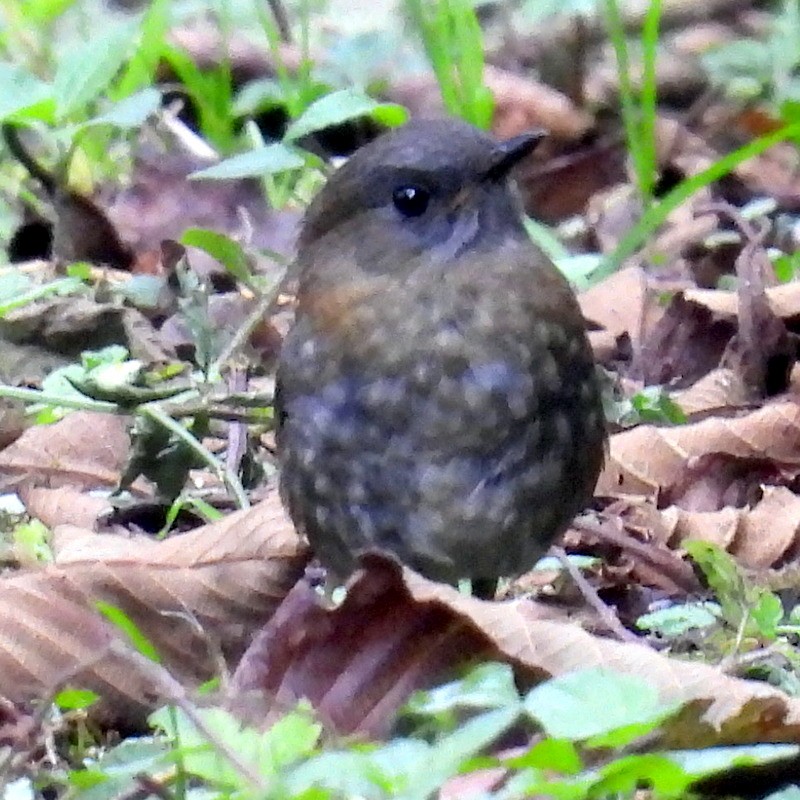 Black-billed Nightingale-Thrush - ML623628385