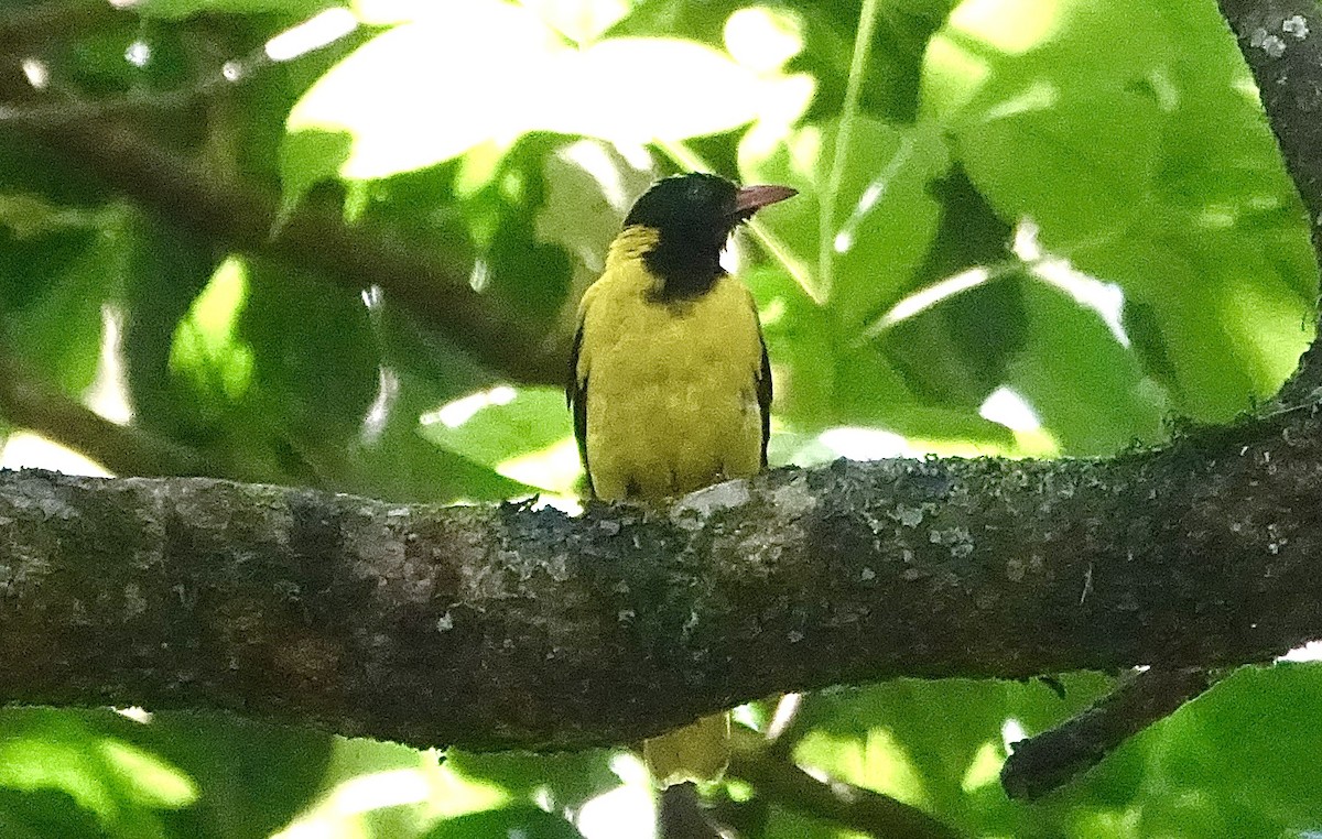 Western Black-headed Oriole - ML623628389