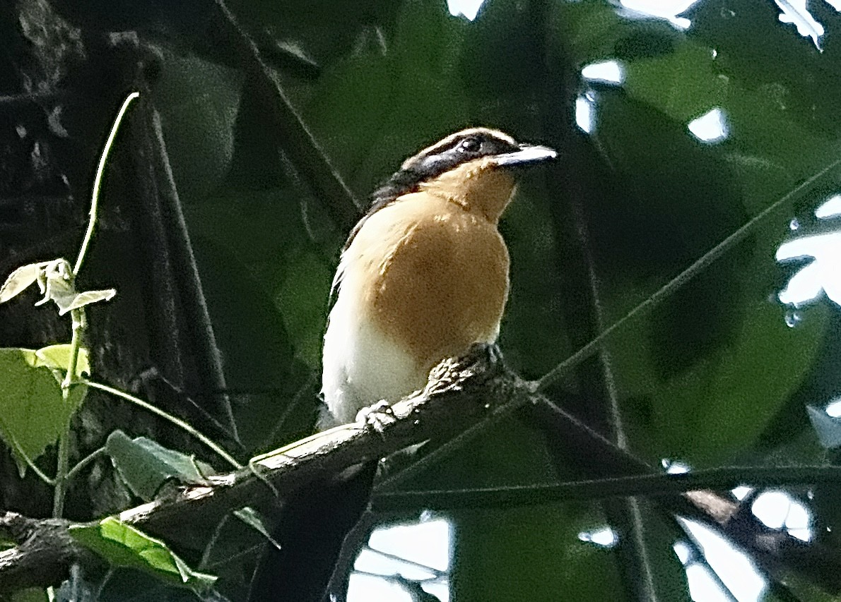 Lühder's Bushshrike - ML623628393