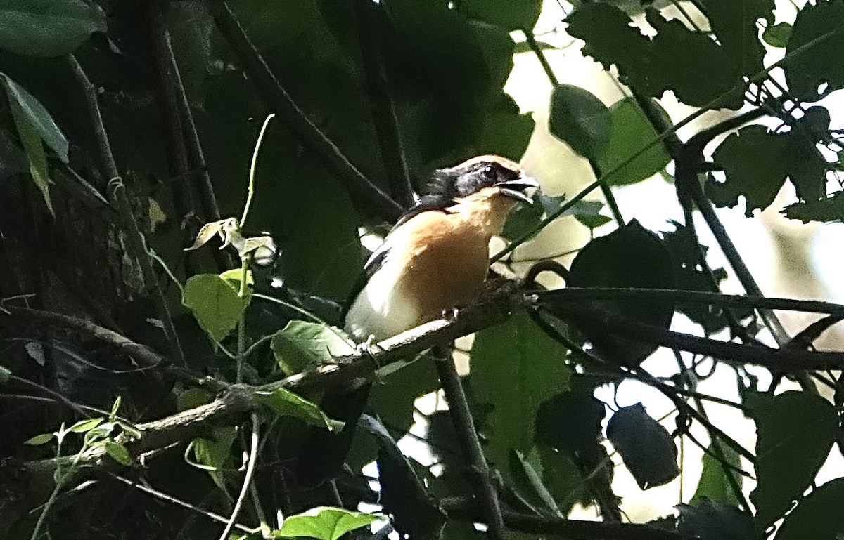 Lühder's Bushshrike - ML623628394