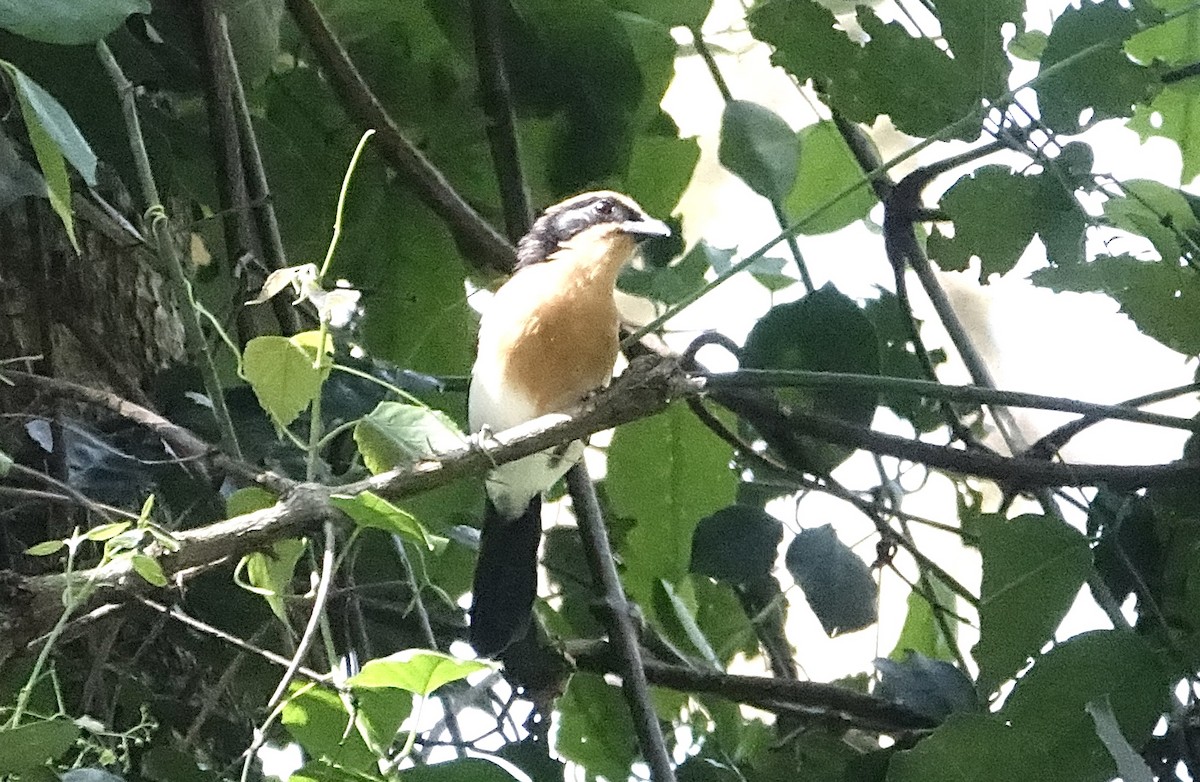 Lühder's Bushshrike - ML623628395