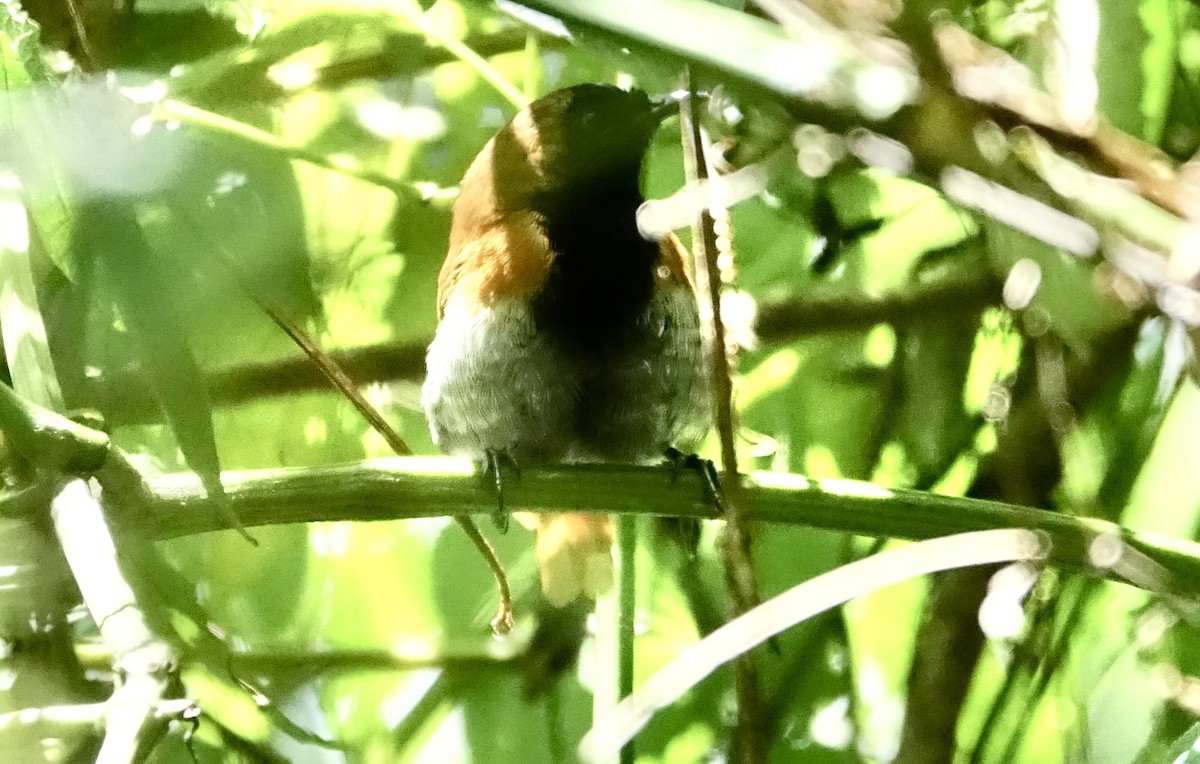 Black-faced Rufous-Warbler - ML623628398