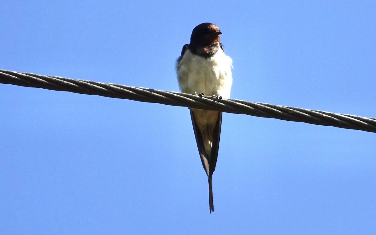 Barn Swallow - ML623628403