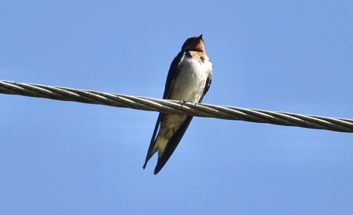 Angola Swallow - ML623628407