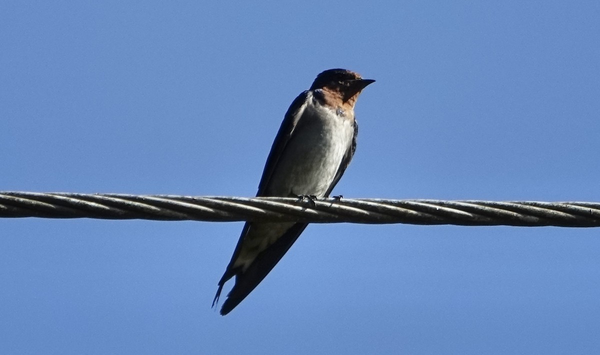 Angola Swallow - ML623628408