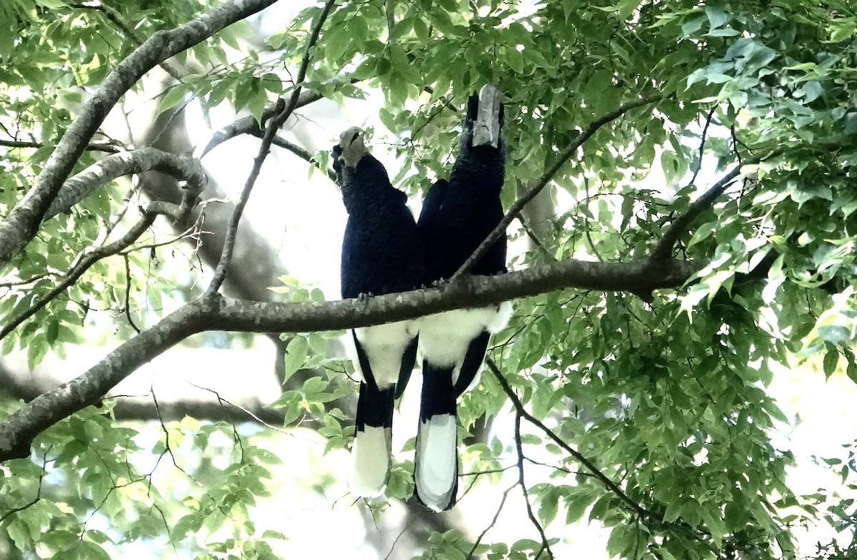 Black-and-white-casqued Hornbill - ML623628410