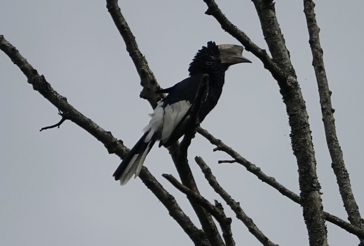 Black-and-white-casqued Hornbill - Martin Brookes