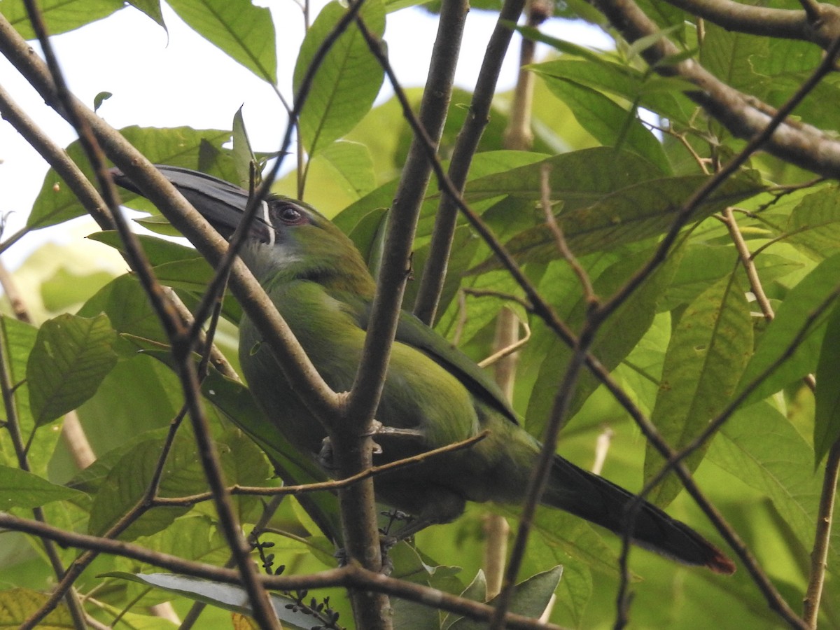 Toucanet de Derby - ML623628447