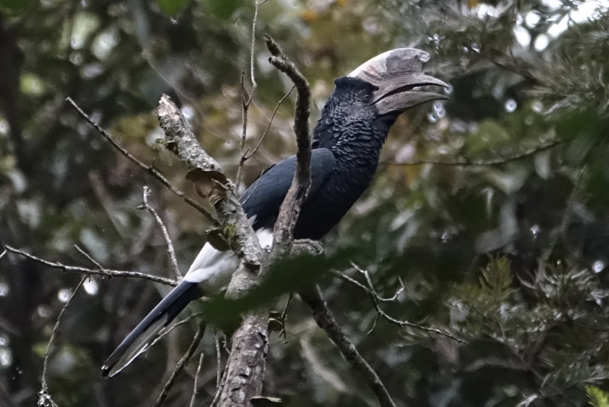 Black-and-white-casqued Hornbill - ML623628454