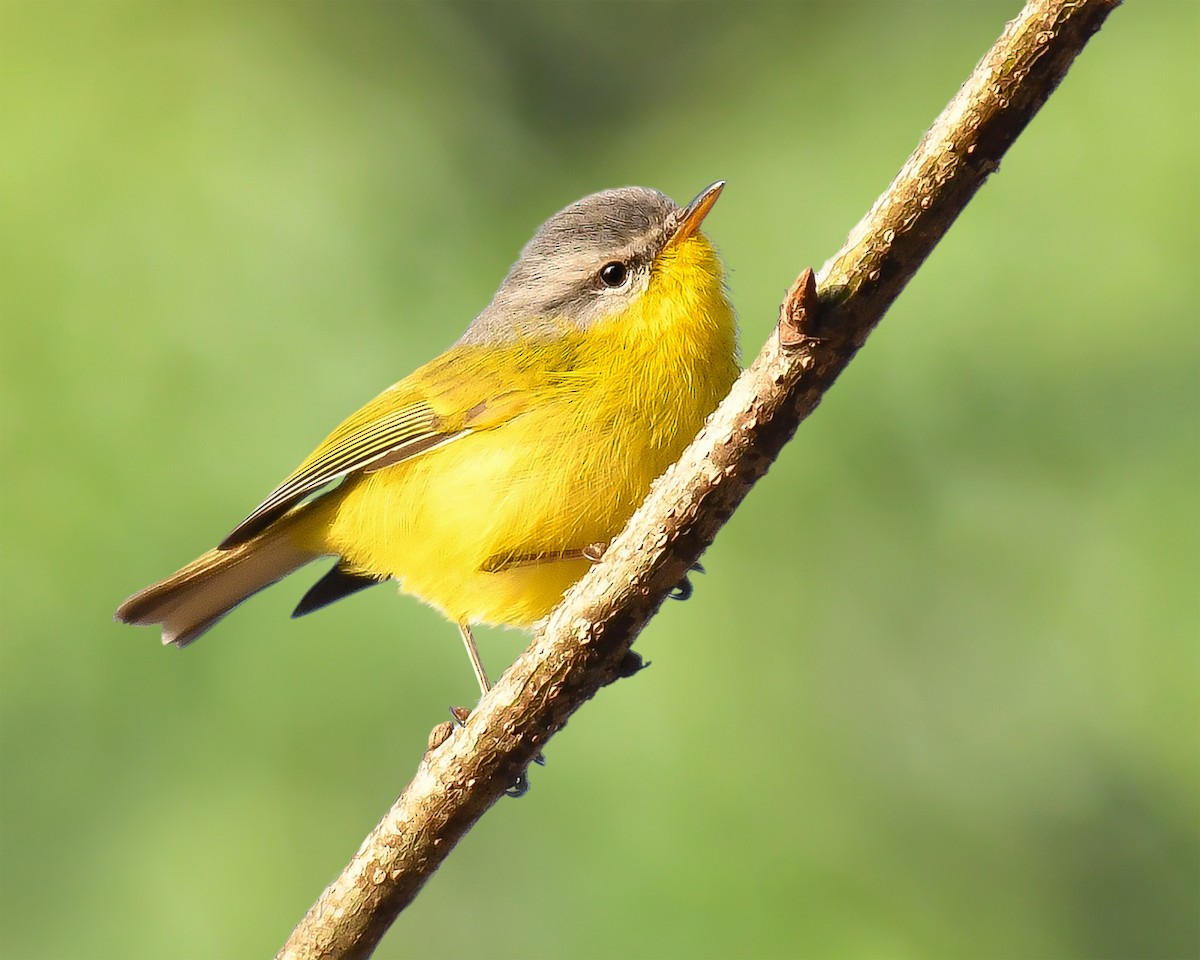 Gray-hooded Warbler - ML623628480