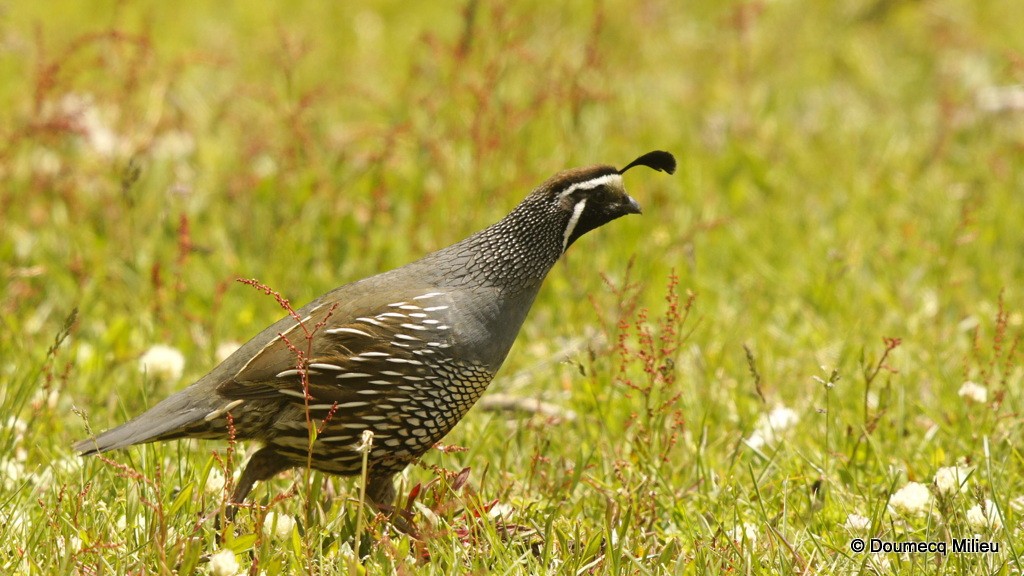 California Quail - ML62362851