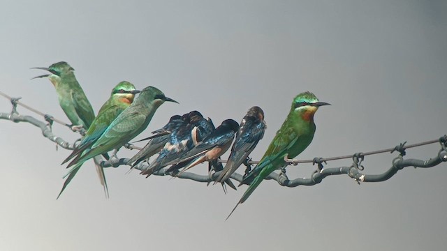 Blue-cheeked Bee-eater - ML623628512