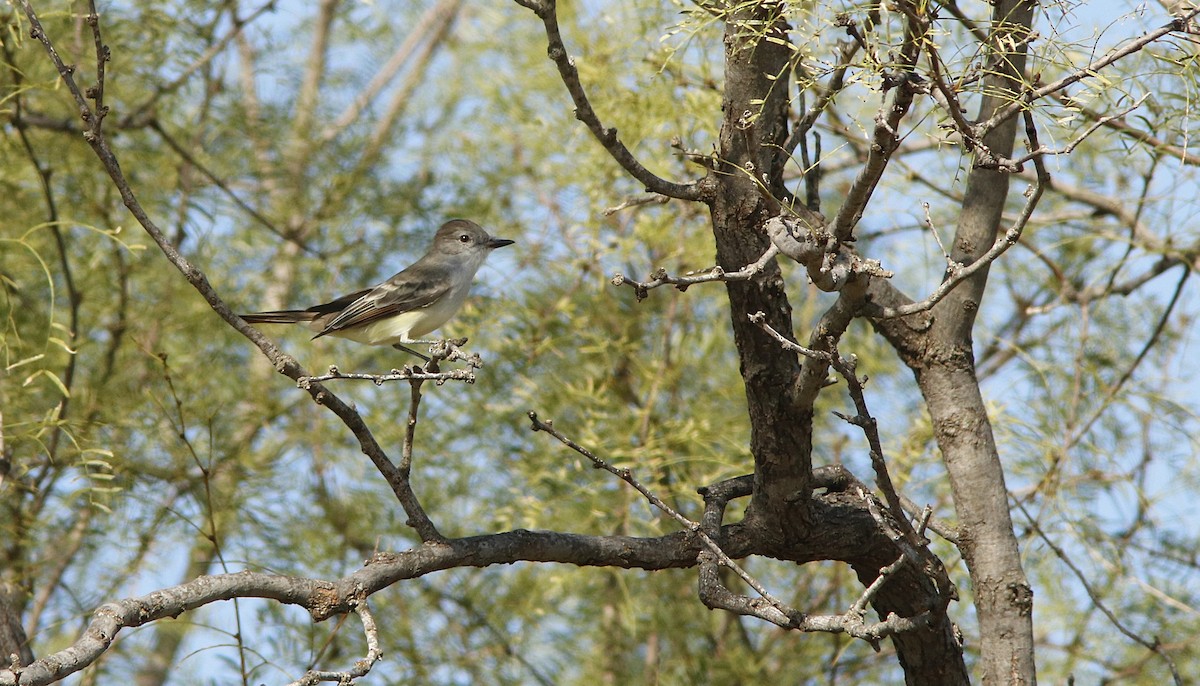 Ash-throated Flycatcher - ML623628514