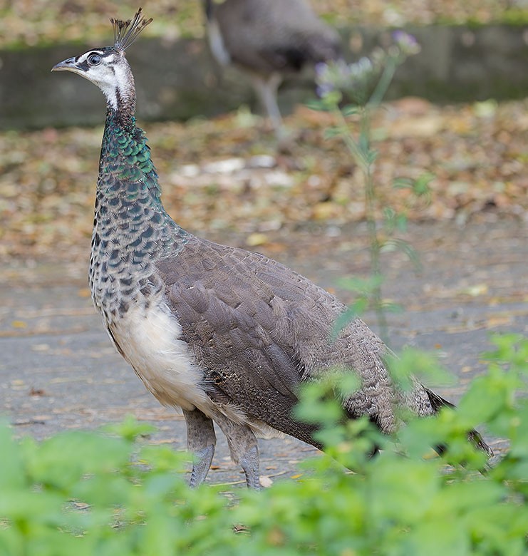 Indian Peafowl - ML623628519